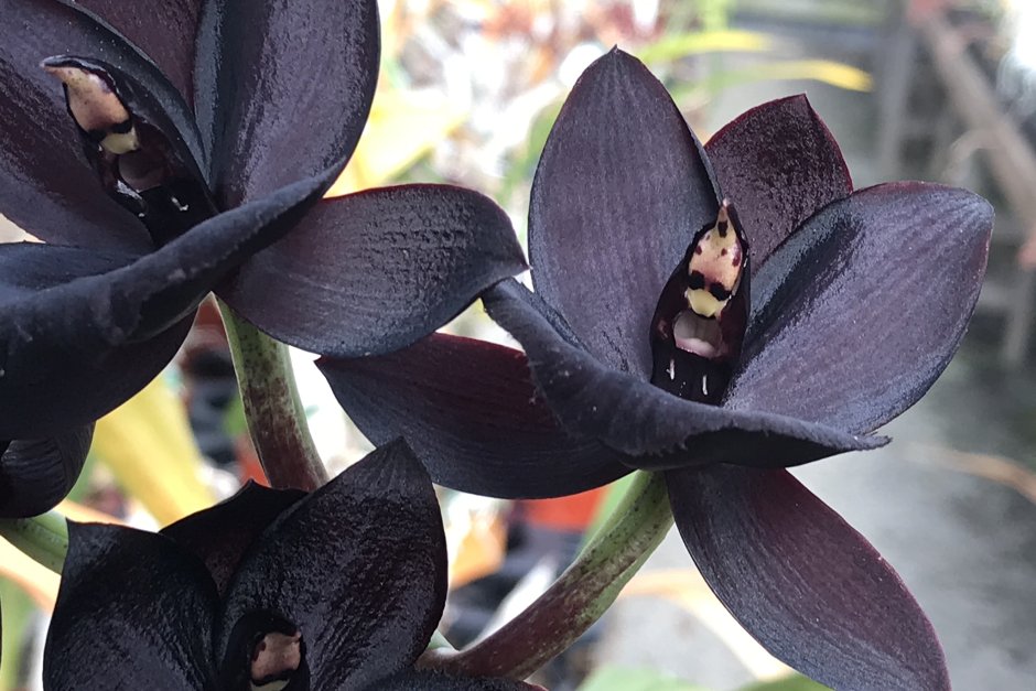 Черная орхидея цветок