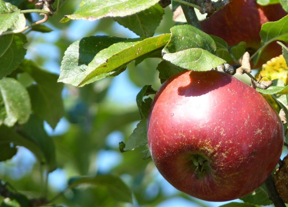 Алматинский апорт яблоки