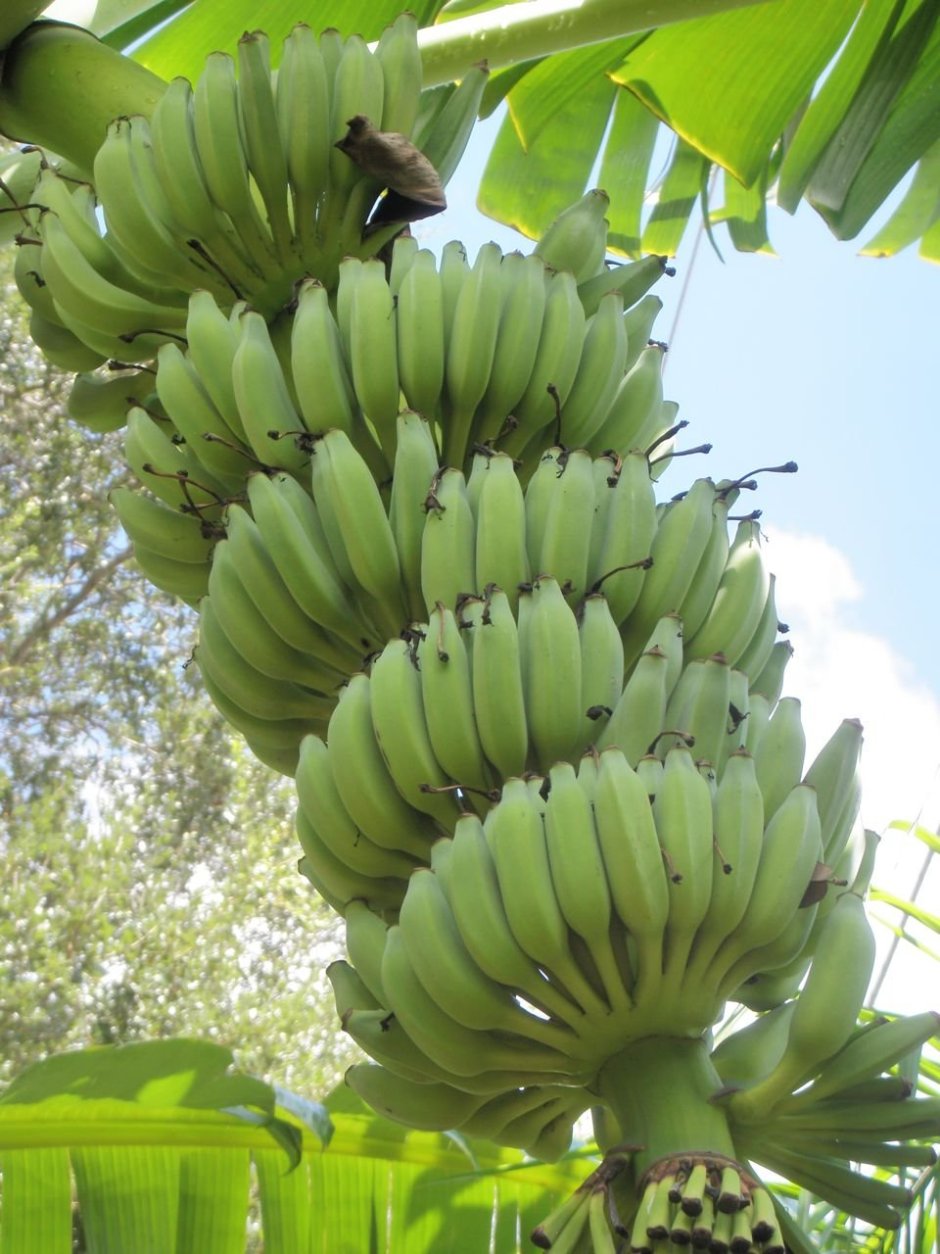 Бананы в африке