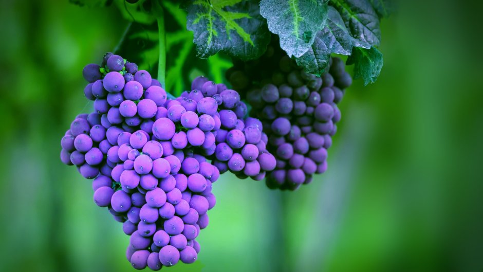 Атом виноград