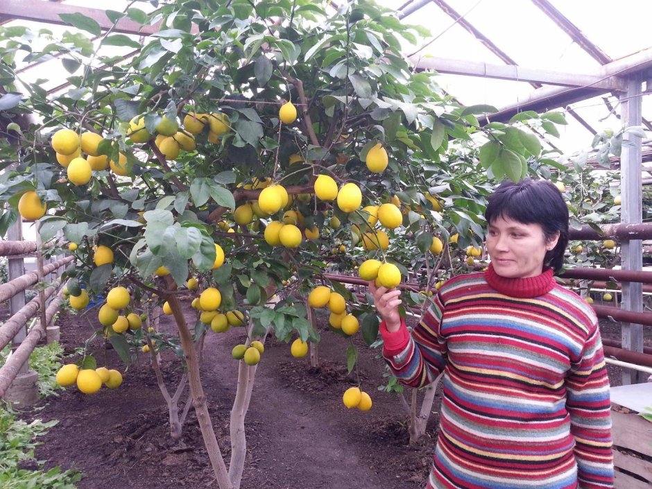 Узбекистанский лимон