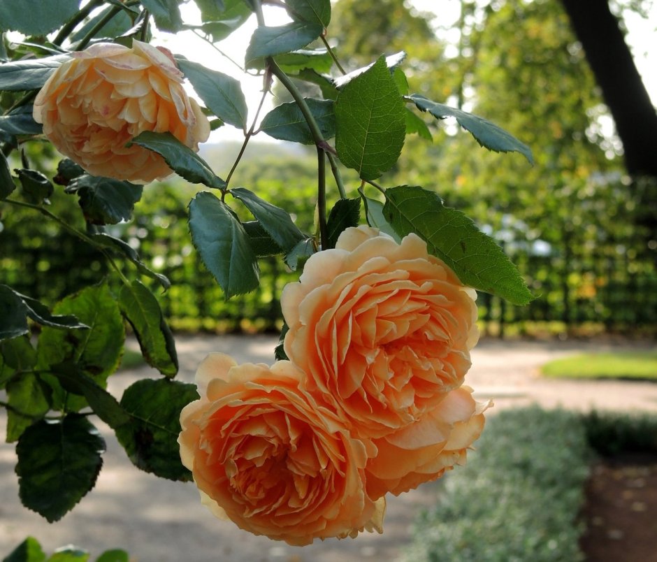 Роза барок